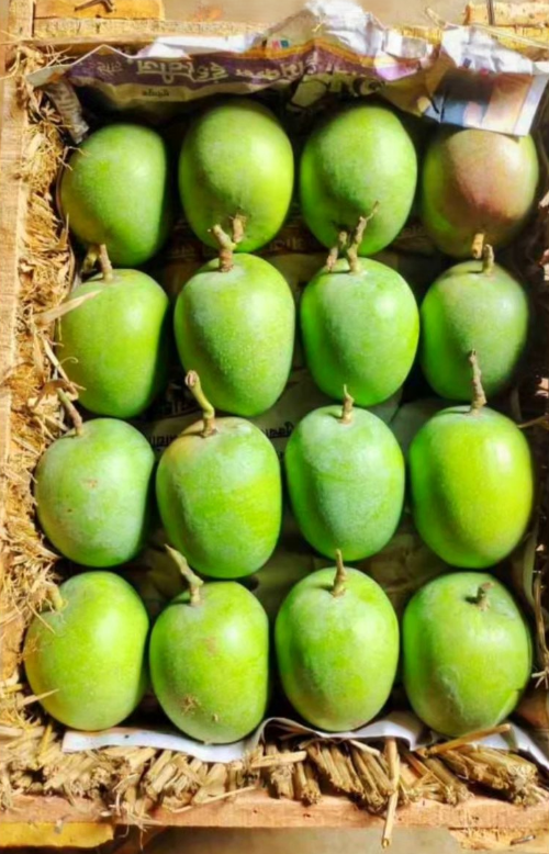Fresh Ratnagiri Alphonso mangoes